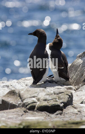 Uria Aalge zwei gemeinsame Trottellummen auf den Farne Islands Northumberland Vereinigtes Königreich Stockfoto