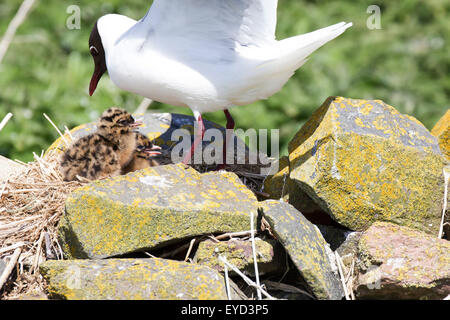 STERNA Paradisaea Küstenseeschwalbe mit zwei Küken Nest auf der Oberseite eine Steinmauer auf die Farnes Inseln vor Seahouses Northumberland Stockfoto