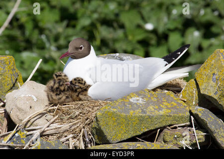 STERNA Paradisaea Küstenseeschwalbe mit zwei Küken Nest auf der Oberseite eine Steinmauer auf die Farnes Inseln vor Seahouses Northumberland Stockfoto