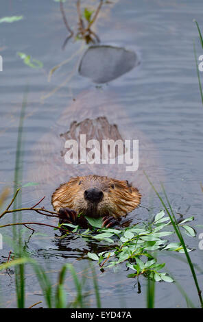 Eine Nahaufnahme vertikales Bild von einer wilden kanadische Biber Castor Canadenis, im Wasser ernähren sich von einigen frischen Aspen verlässt Stockfoto