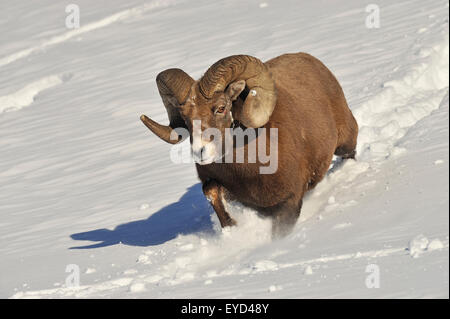 Eine enge vorne Bild ein rocky Mountain Bighorn RAM liefen einen schneebedeckten Hang Stockfoto