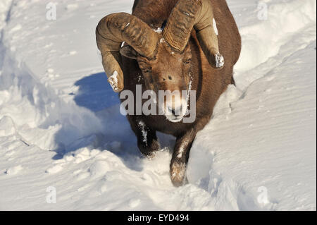 Eine enge vorne Bild ein rocky Mountain Bighorn RAM liefen einen schneebedeckten Hang Stockfoto