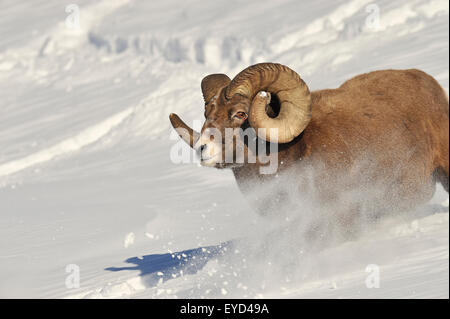 Eine enge bedeckt vorne View-Bild ein rocky Mountain Bighorn RAM läuft ein Schnee Hügel bedeckt Stockfoto