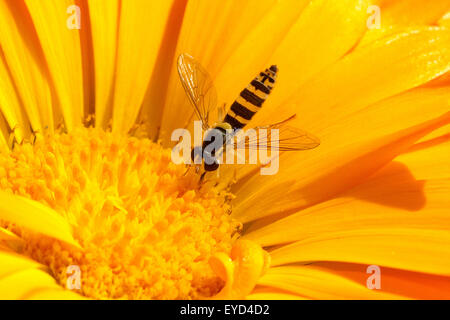 Schwebfliege, Ringelblume, Calendula officinalis Stockfoto