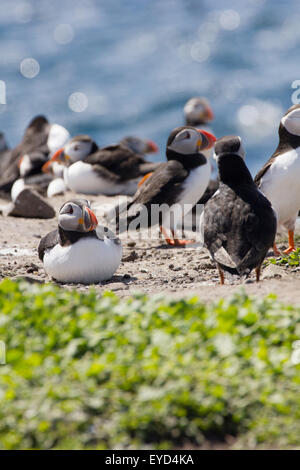 Fratercula Arctica Papageientaucher auf den Farne Islands aus gemeinsame Northumberland England United Kingdom Stockfoto