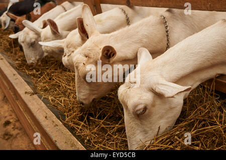 Ziegen auf Misty Creek Molkerei in Lancaster County, Pennsylvania, USA Stockfoto