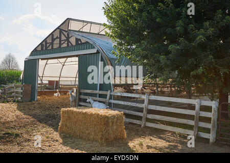 Ziegen auf Misty Creek Molkerei in Lancaster County, Pennsylvania, USA Stockfoto