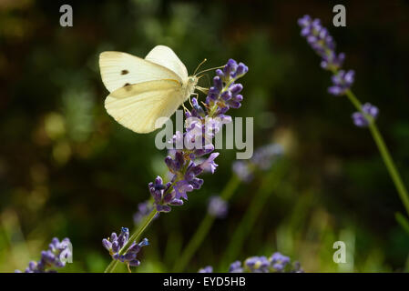 weißer Schmetterling auf Lavendel Blume Stockfoto