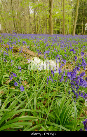 Zufällige weißen Glockenblumen in Teppich der üblichen Blau, Stoke Holz West Stoke, in der Nähe von Chichester, West Sussex, UK. April. Mischwald. Stockfoto