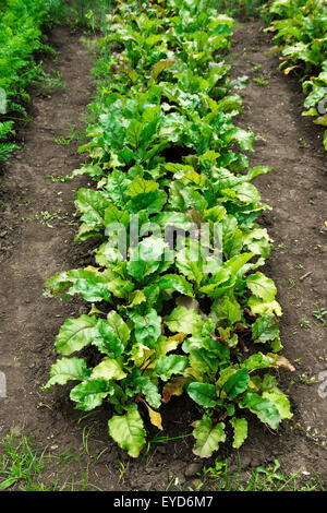 Rote Beete-Patch, Bio-Gemüse im Garten wächst Stockfoto