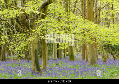 Glockenblumen in Stoke Holz, West Stoke, in der Nähe von Chichester, West Sussex, UK. April. Mischwald. Stockfoto