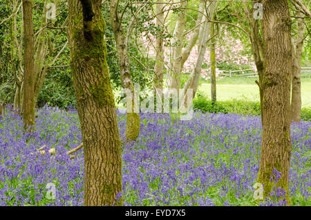 Glockenblumen in Stoke Holz, West Stoke, in der Nähe von Chichester, West Sussex, UK. April. Mischwald. Stockfoto