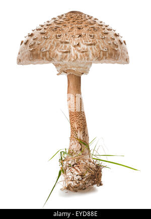 Macrolepiota Procera isoliert auf weiss Stockfoto