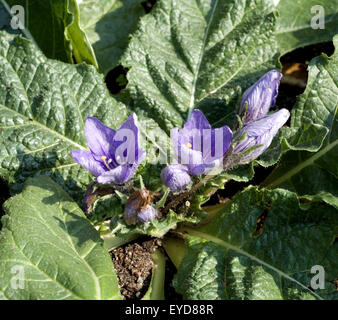Alraune; Mandragora officinarum Stockfoto
