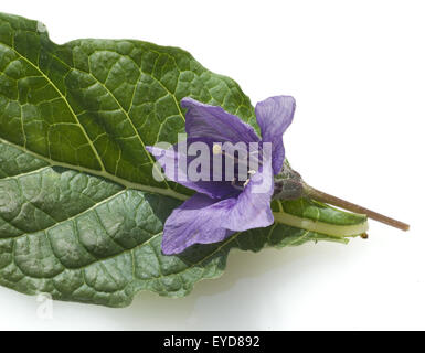 Alraune; Mandragora officinarum Stockfoto