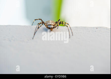 Krabbe soider Stockfoto