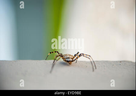 Krabbe soider Stockfoto