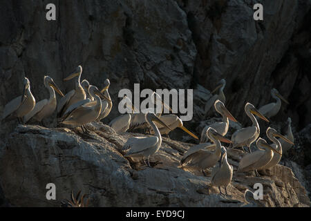 Krauskopfpelikan (Pelecanus Crispus), Pelecanidae, Golem Grad Insel Prespa-See-Nationalpark, Mazedonien Stockfoto