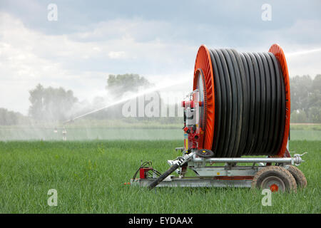 Wasser-Spray-Installation in Aktion in einem Feld mit jungen Zwiebelpflanzen an einem warmen Sommertag in Niederlande Stockfoto