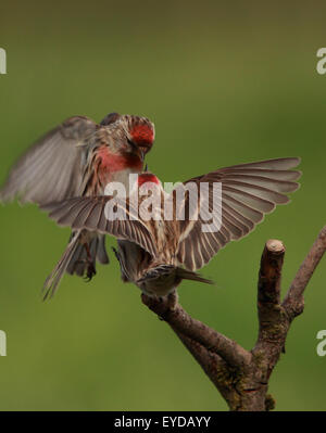 Ein paar schöne weniger Redpoll, auch bekannt als Redpoll, in halben Luft kämpfen und die Hälfte thront Stockfoto