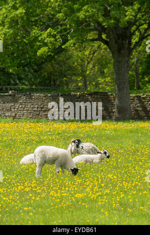 Schafe und Lämmer in eine Wildblumenwiese in Reeth im Swaledale Stockfoto