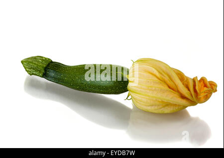 Zucchini mit Blüten isoliert auf weiss Stockfoto