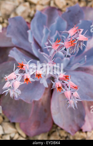 Echeveria "Afterglow" Blumen. Stockfoto