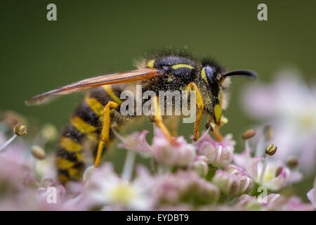 Baum Wespe (Dolichovespula Sylvestris) mit Pollen bedeckt und zeigt seine gelbe Antennen direkt an der Talstation. Stockfoto