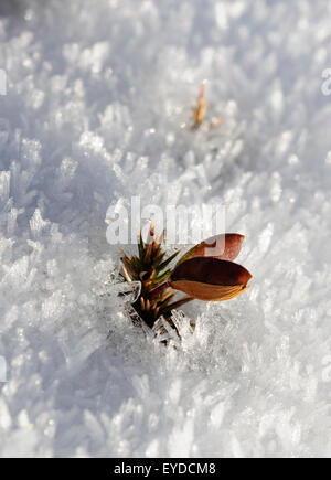 Gemeinsamen Stechginster (Ulex Europaeus) sprießen durch den Schnee Stockfoto