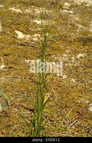 Sand-Segge (Carex Arenaria) wächst in Sanddünen. Stockfoto