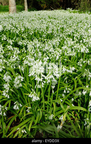 Teppich aus dreieckigen Lauch oder Virgin´s Tränen (Allium Triquetrum) über dem Waldboden. Stockfoto