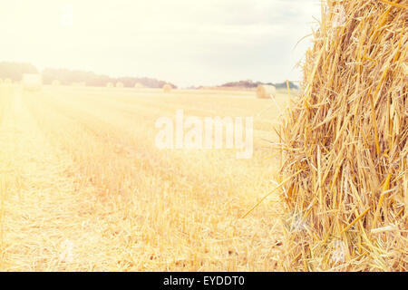 Hintergrund der Heuballen auf dem Feld, Platz für Text gemacht. Stockfoto