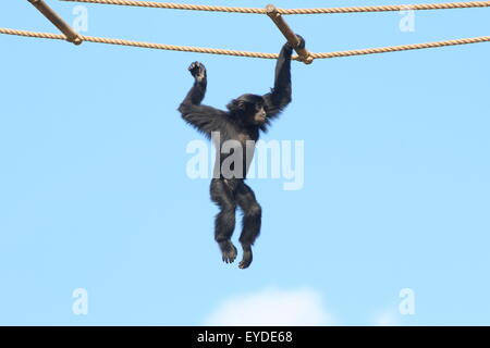 Juvenile Gibbon in Southeast Asian Siamang (Symphalangus Syndactylus, S. Hylobates) schwingen an den Seilen in einem niederländischen Zoo Stockfoto