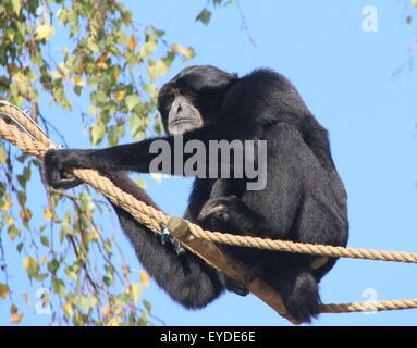 Gibbon Fermale Southeast Asian Siamang (Symphalangus Syndactylus, S. Hylobates) schwingen an den Seilen in einem niederländischen Zoo Stockfoto