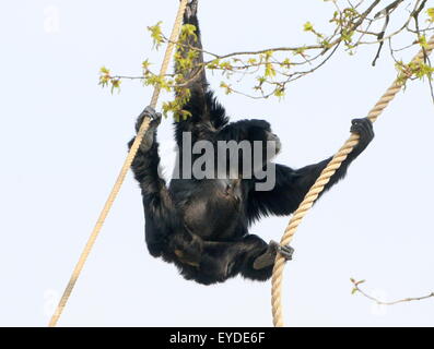 Gibbon Fermale Southeast Asian Siamang (Symphalangus Syndactylus, S. Hylobates) schwingen an den Seilen in einem niederländischen Zoo Stockfoto