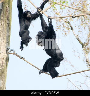 Mutter Siamang Gibbon mit ihrem jungen, zu Fuß die Seile (Symphalangus Syndactylus, Hylobates S.) Stockfoto