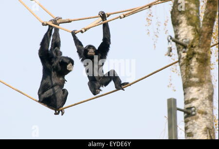 Siamang Mutter mit ihrem jungen, zu Fuß die Seile (Symphalangus Syndactylus, Hylobates S.) bei Burgers' Zoo, Arnheim, Holland Stockfoto