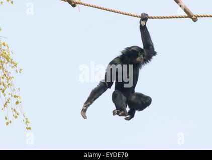 Juvenile Gibbon in Southeast Asian Siamang (Symphalangus Syndactylus, S. Hylobates) schwingen an den Seilen in einem niederländischen Zoo Stockfoto