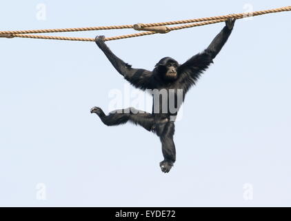 Juvenile Gibbon in Southeast Asian Siamang (Symphalangus Syndactylus, S. Hylobates) schwingen an den Seilen in einem niederländischen Zoo Stockfoto