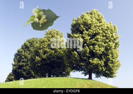 Lindenblueten; Tilia Platyphyllos; Lindenblatt; Stockfoto