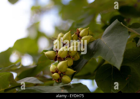 Schöne grüne Samen von Paulownia Tomentosa (auch bekannt als Kaiserin Baum, Prinzessin Baum oder Fingerhut Baum). Aufgenommen in Frankreich Stockfoto