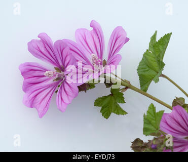 Wilde Malve, Malva Sylvestris, Stockfoto