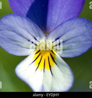 Stiefmuetterchen, Viola Tricolor, Stockfoto