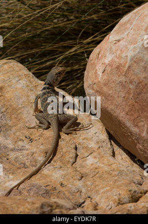 Great Basin Collared Eidechse in Mojave-Wüste Stockfoto