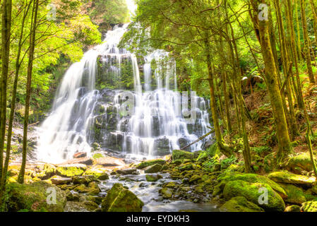 Nelson Falls Tasmanien Stockfoto