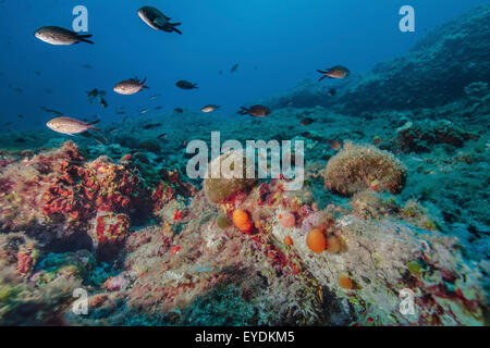 Leben im Meer, Schule der Fische, Adria, Dalmatien, Kroatien Stockfoto