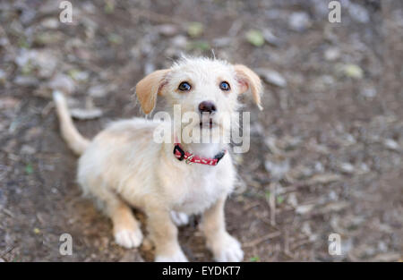 Niedlichen Hund ist eine entzückende Welpen mit großen Hundeblick nachschlagen. Stockfoto