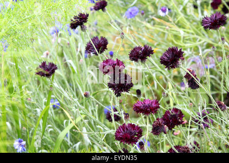 Wiese von schwarzen Kornblumen, Mais-Blumen Stockfoto