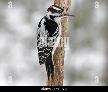 Eine männlich behaarte Specht (Picoides Villosus) hocken auf einem Ast im Winter. Stockfoto