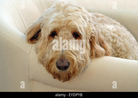 Ein großer Golden Doodle Hund auf einem cremefarbenen Couch entspannen. Stockfoto